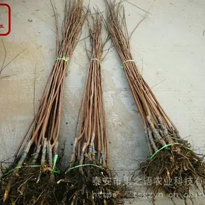 次郎柿子苗 次郎柿子苗图片 次郎柿子苗品种有哪些