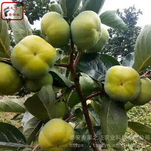 早秋柿子树苗 早秋柿子树苗图片 早秋柿子树苗种植技术