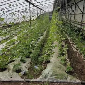 内蒙古有机蔬菜种植