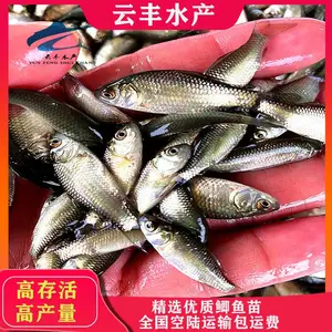 ���������� ������ˮ�� �Ʒ���ֳ��������Ӧ �п�����������