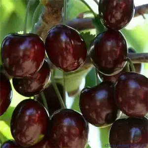 ������ӣ���� ��ľ���� ӣ���� �����ֻ����� ˧������ ��ľ����