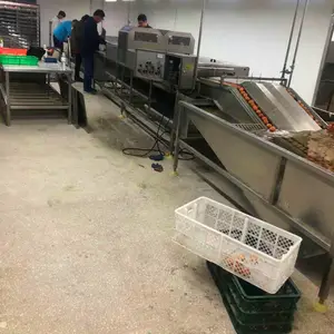 厂家直供 全自动双排鸡鸭蛋清洗机 商用自动化洗蛋机