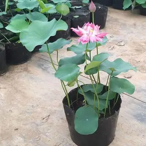 ˮ��ˮ��ˮ���ɻ� ��ɫϵ���ͺɻ� ���绨�� ԰������