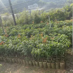 广东高州批发优质荔枝嫁接树苗三月红荔枝树苗盆栽地栽早熟荔枝批发实惠