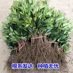 ���������������ļ�����ֲ��Ũ���ͼ޽ӽ�𵤹������ļ���ֲ