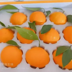 出售水果礼盒,柑橘象山红美人