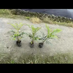 ��������***����С�� ***����С�����Ӽ۸� ***���ͻ���