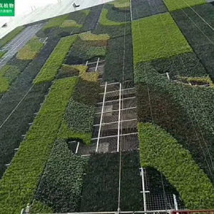 专业定制室内外款式仿真植物墙