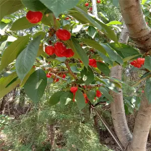 ����ӣ����_˧��԰�ճ�_�ۺ����������_����ӣ����_�Բ�����