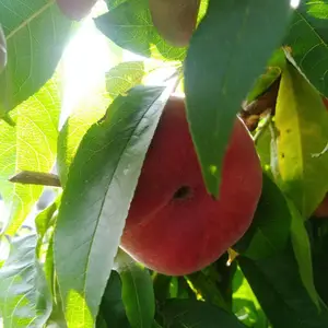 ë����۸� ���Ļ�����ѩë������ 18��������