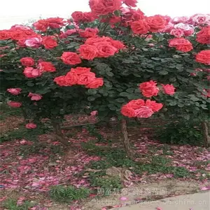 ԣʢ��ñ�¼�-ͥԺ�����쾰-��ɫ��״�¼�