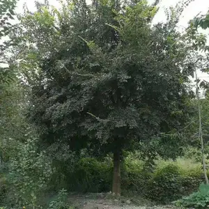 �ɶ���ɭ�̻��أ������������������磬������������Ŷ