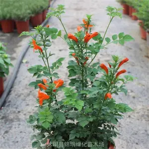 ��������1����2����3���ִ� ����ͥԺѧУ���黨��װ�� ����ֲ��