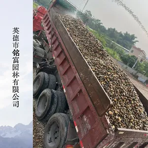 工程级滤料鹅卵石 抗压耐风化 污水过滤变压器基础专用石