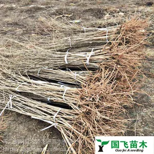 枸杞苗占地赔偿批发占地枸杞树
