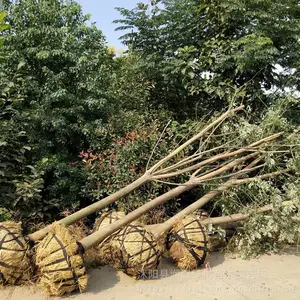 �ƽ𻱼۸� 8���ֻƽ𻱼۸� ��������10���ּ޽���羰���罨��������