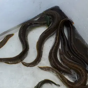 ��ͷ���۴���5-7cm�������� ӯ��ˮ��