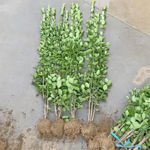 ������������Ҷ��� ��������ͻ�� ����ǿ �ʺϹ�ҵ�� ������Ⱦ���̻�