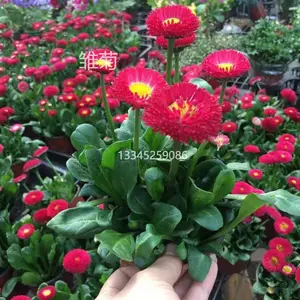 雏菊 新上市花卉品种 鲜艳漂亮 开花花期长 五一绿化 租摆花卉品种 雏菊