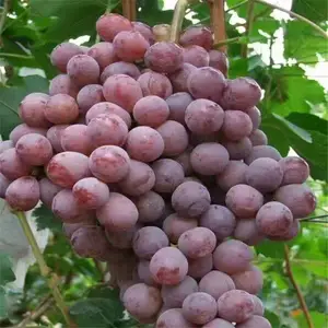 �޽Ӻ���������۸�޽Ӻ��������������к����������������