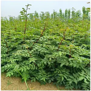 山东花椒树苗价格 韩城花椒苗 大红袍花椒苗多少钱一棵