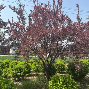 ��Ҷ��ӣ 4-5�¿��� ����Ч���� ������ ��ֳ��� ���޼� ��Ӧ��ǿ