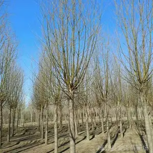 ��Ұ��Ӧ����-6���ֺ���-���Ի���-�������-Ʒ������