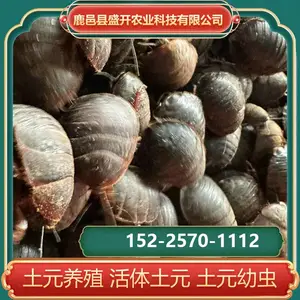 土元养殖 虫干药材 食量少 食物广泛 直接配送 跟踪服务