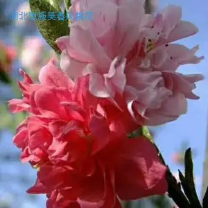 ���۰����һ����� �һ��������� �羰���������� �����辰�һ�����