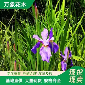 供应德国鸢尾 溪荪 路易斯安娜水生植物 净化水质 湖面 观赏花卉