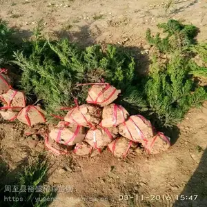 ���ط羰�� ��ֲ������������ �Ͱ��̻���ľӪ������Ҷ��ӣ