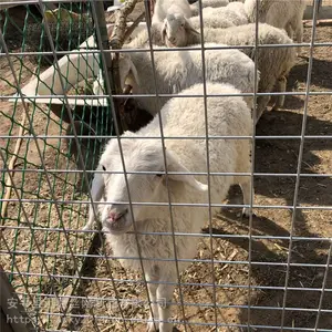 ��ԭţȺ��ȺΧ���� ����Ȧ������˿�� ���ױ���������ֳ����������