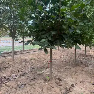 山东聊城高唐县白玉兰培育基地批发现挖现卖,8公分红玉兰树苗厂家装车价格,玉兰树苗产地供应商报价