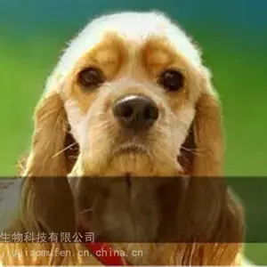 ơ�ƽ�ĸ���ڳ���ʳƷ�е�����