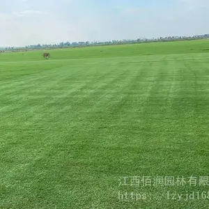 秋冬推荐的草皮品种----江西矮生百慕大、九江混播草坪