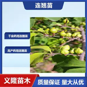 连翘苗基地 高产结果药用连翘苗基地批发