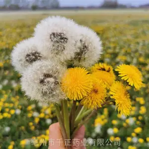 �����Ŷ����ӣ��ѹ�Ӣ�����������ѹ�Ӣ������۸�