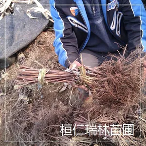 辽宁桓仁冰葡萄苗,威代尔葡萄苗