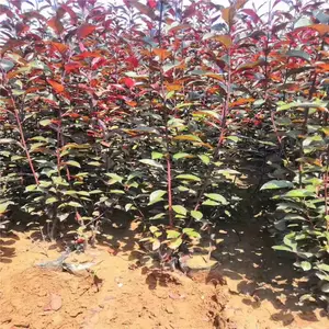 ��������������ֲ����-Ժ������СҶ����-����������������