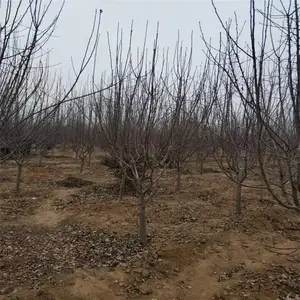 2����Ѥ������ �������� �������� 3���ֶ�������� ˧����ľ