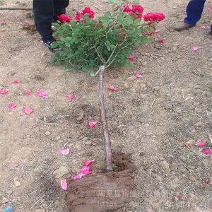 ԣʢ��ñ�¼�-ͥԺ�����쾰-��ɫ��״�¼�