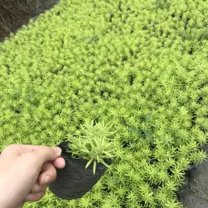 成都鑫森蕴大量佛甲草工程苗，佛甲草双色杯1元