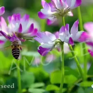 福建厦门花草种子公司-批发零售-花海种子(紫云英草籽灌木种子)