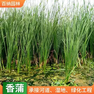 ��Ӧ���� �������� ���ѻ���ֱ�� ������������Ǯһ��