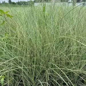 ����â���� ����â������ ����â2������ֲ ����â����