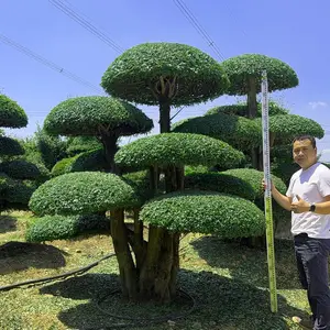 郑班长对节白蜡基地 京山原生对接白蜡造型树批发