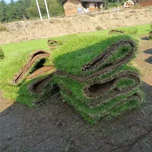 绿化草皮卷价格便宜 绿化卷草 卷草