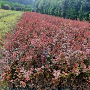 红叶小蘗 成都红叶小蘗基地 红叶小蘗杯苗 红叶小蘗图片