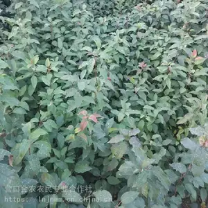 辽宁山丁子苗 山荆子苗批发 价格