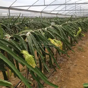 广西秋冬时节种植 需要提前做好水肥一体化灌溉设备设计规划